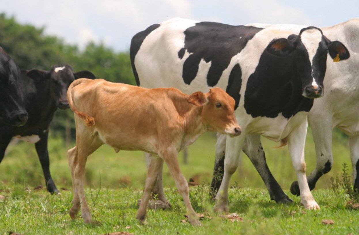 foto de vacas